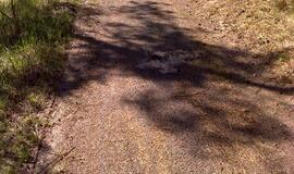 Naikinamas dviračių takas