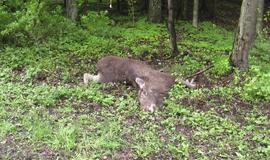 Kelyje į Girulius krito briedis