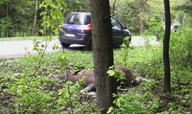 Kelyje į Girulius krito briedis