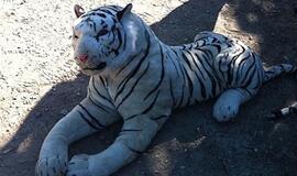 Policija surengė operaciją žaisliniam tigrui pagauti
