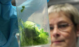 Pranešama apie pirmąją žarnyno infekcijos auką iš Švedijos