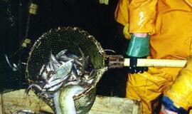 "Stintų kare“ - kaltinimai Latvijos žvejams