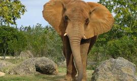 Indija: du laukiniai drambliai nusiaubė miesto turgavietę