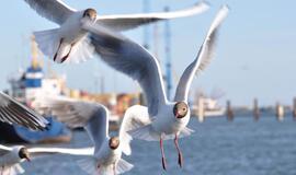 Klaipėda: VE.lt pristato birželio 22-osios įvykius