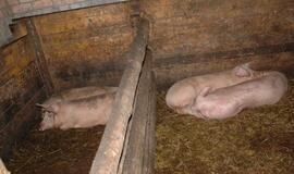 Naujų užkrato kiaulių maru atvejų ūkiuose nenustatyta