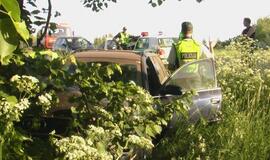 "Audi" sustabdė pakelės medis