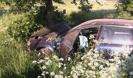 "Audi" sustabdė pakelės medis