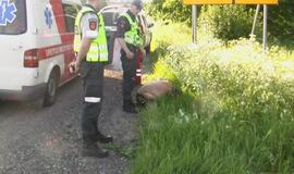 "Audi" sustabdė pakelės medis