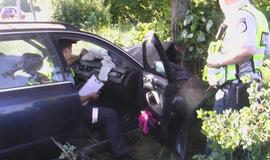 "Audi" sustabdė pakelės medis