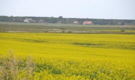 Už valstybės išperkamą žemę bus atlyginta pinigais