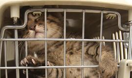 Beglobėms katėms - vietinių specialistų pagalba