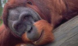 Dėl atvėsusių orų orangutangai Brazilijoje apvilkti paltais