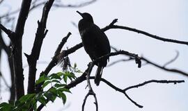 Klaipėda: VE.lt pristato liepos 25-osios įvykius