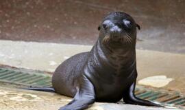 Kalifornijos jūrų liūtai