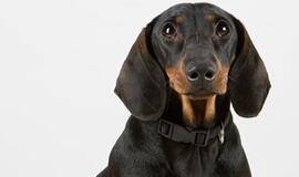 Vienas iš dešimties augintinių turi savo "Facebook" puslapį