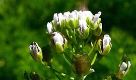 Dirvinė čiužutė - patiekalams paskaninti