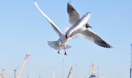 Klaipėda: VE.lt pristato rugpjūčio 29-osios įvykius