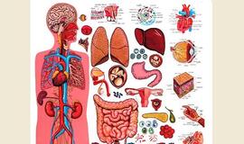 Medicininės atliekos bus deginamos Latvijoje