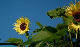 Rugpjūčio 26-oji: vardadieniai, dangaus kūnai, istorija