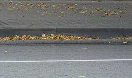 Klaipėda: VE.lt pristato rugsėjo 5-osios įvykius