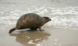 Į Baltijos jūrą paleisti ruoniukai