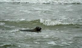 Į Baltijos jūrą paleisti ruoniukai