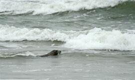 Į Baltijos jūrą paleisti ruoniukai