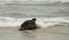 Į Baltijos jūrą paleisti ruoniukai