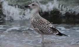 Klaipėda: VE.lt pristato spalio 19-osios įvykius