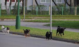 Klaipėda: VE.lt pristato spalio 26-osios įvykius