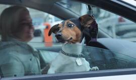 Klaipėda: VE.lt pristato spalio 8-osios įvykius