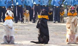 Nepalo sostinėje surengta šunų paroda