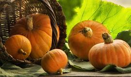 Patarimai sodininkams: svarbiausi spalio darbai