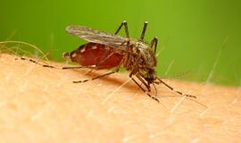 Per dešimtmetį mirčių nuo maliarijos sumažėjo 40 proc.