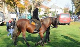 Derliaus šventėje Kretingoje - moliūgai milžinai