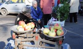 Derliaus šventėje Kretingoje - moliūgai milžinai