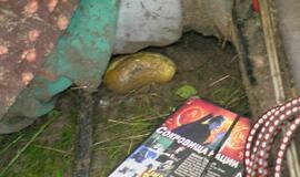 Vilkiko avarija automagistralėje