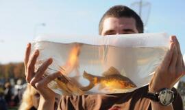 Derliaus šventėje Kretingoje - moliūgai milžinai