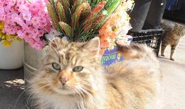 Prieš įsigyjant gyvūną verta pasidomėti jo sveikata