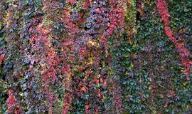 Spalio 25-oji: vardadieniai, dangaus kūnai, istorija