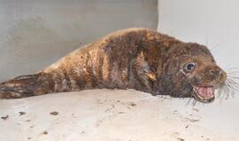 Kaip apsaugoti Baltiją nuo naftos teršalų