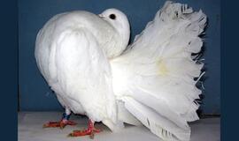 Kaune - balandžių paroda