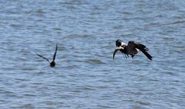 Lapkričio 18-oji: vardadieniai, dangaus kūnai, istorija