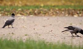Lapkričio 26-oji: vardadieniai, dangaus kūnai, istorija