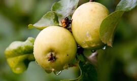 Didžiojoje Britanijoje gruodžio pabaigoje toliau noksta gervuogės ir obuoliai