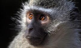 Iš Kalifornijos zoologijos sodo pavogta beždžionė