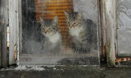 Klaipėda: VE.lt pristato gruodžio 11-osios įvykius