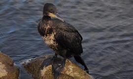 Klaipėda: VE.lt pristato gruodžio 5-osios įvykius