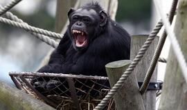 Šimpanzės bendraudamos supranta kitų primatų mąstyseną