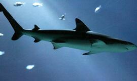 Atrastas pirmasis pasaulyje ryklys mišrūnas